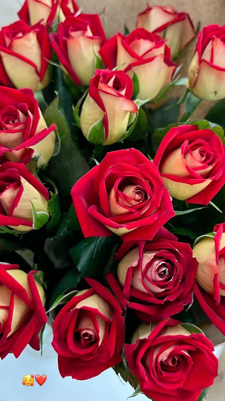 Celestial Symphony Elegant Blooms Collection